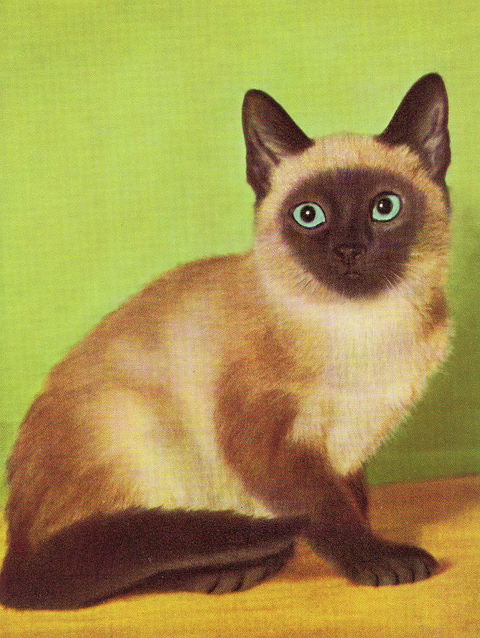 Vintage Drawing - Siamese Cat #3 by CSA Images