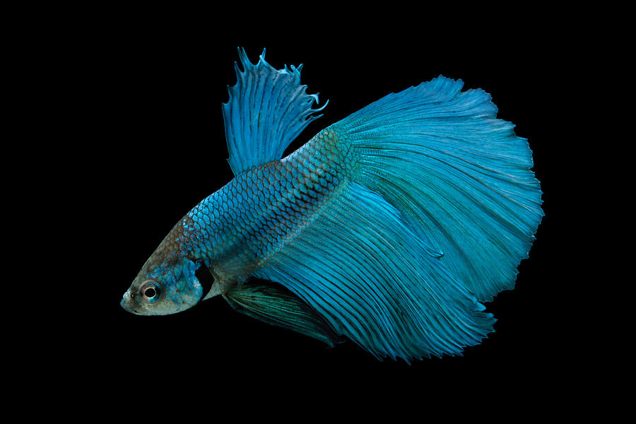 Siamese Fighting Fish Or Betta #3 Photograph by David Kenny