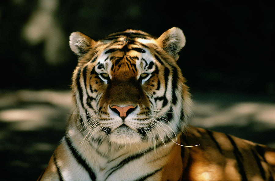 Siberian Tiger Panthera Tigris Altaica Photograph by David Ponton Siberian Tiger Panthera Tigris Altaica Photograph by David Ponton