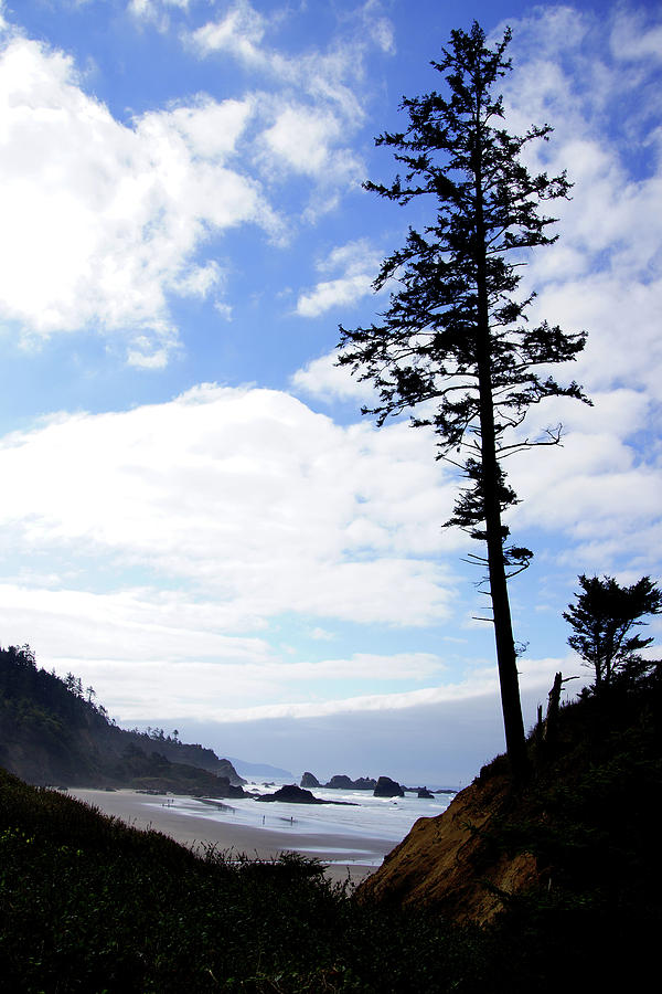 Silhouette of large conifers on coastal headland #5 Photograph by Steve Estvanik