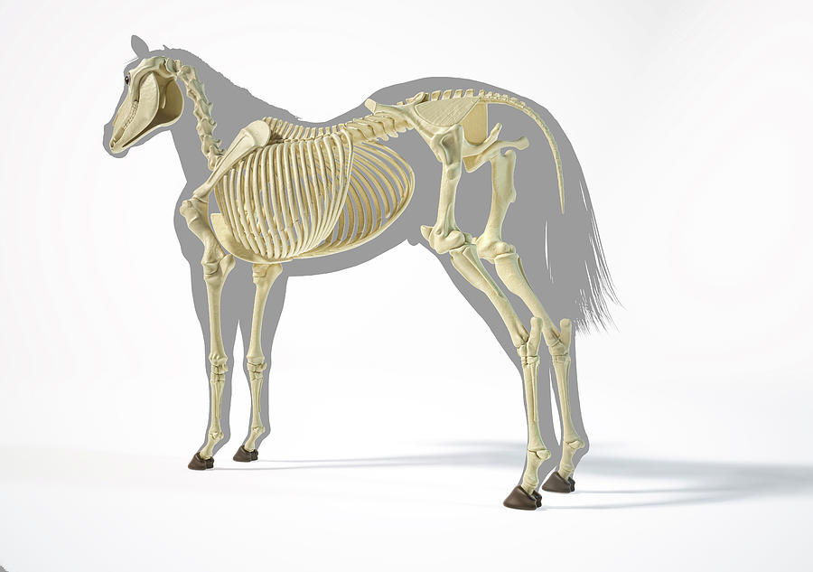 Skeletal System Of A Horse Over Grey #3 Photograph by Leonello Calvetti