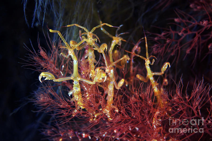 Skeleton Shrimp Photograph By Alexander Semenov Science Photo Library 