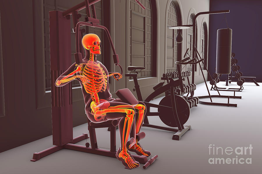 Skeleton Training On A Hammer Strength Machine #3 Photograph by Kateryna Kon/science Photo Library
