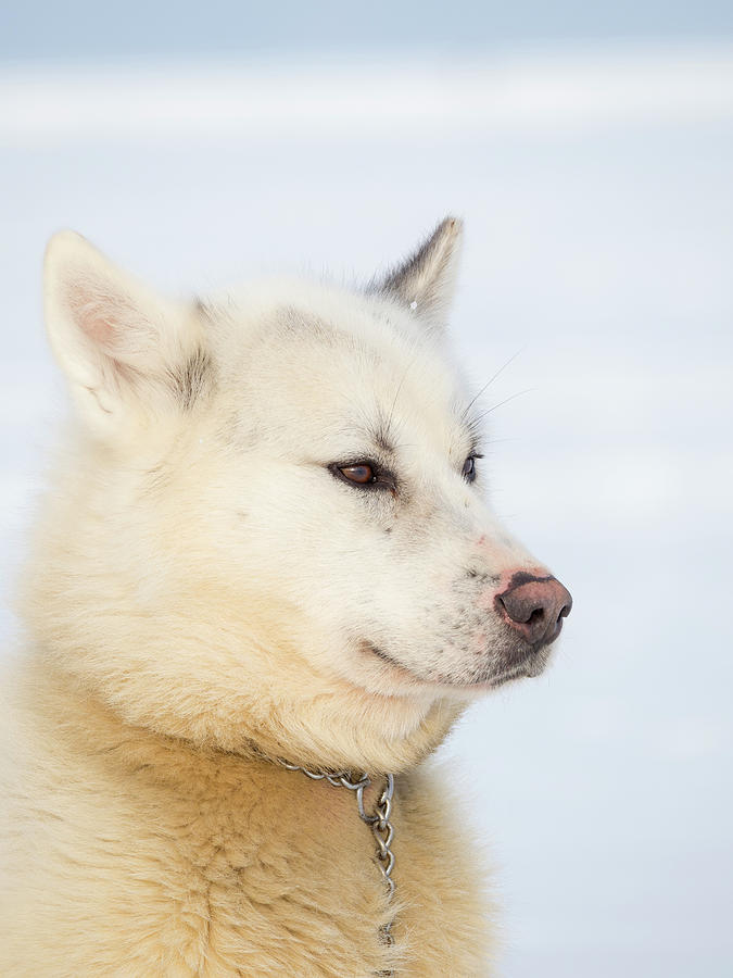 Sled Dog During Winter In Uummannaq #3 Photograph by Martin Zwick ...