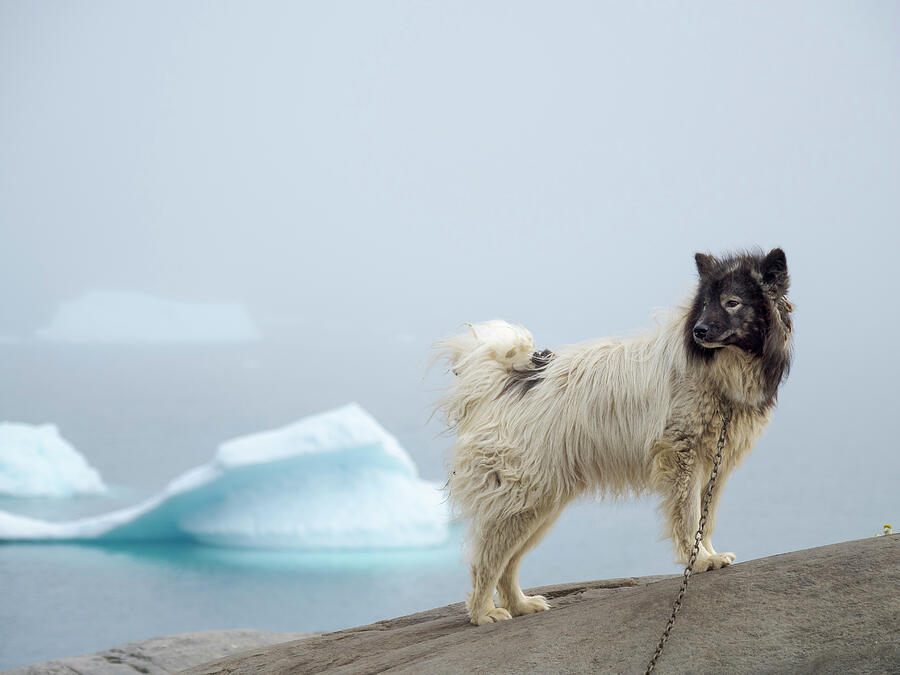 Sled Dog In The Small Town Uummannaq #3 Photograph by Martin Zwick ...