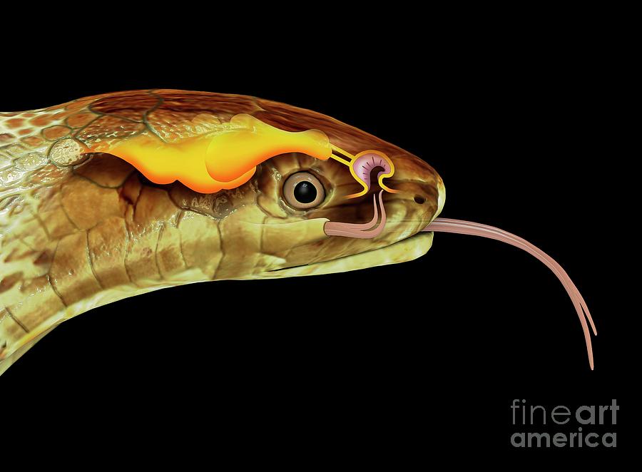 snake mouth anatomy