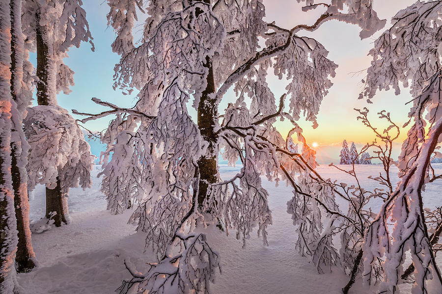 Snow Covered Forest #3 Digital Art by Reinhard Schmid