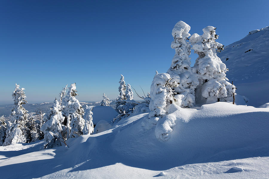Snowcovered Spruce, Picea Abies, Winterscenery On Arber Mountain, Bavaria, Germany, Europe #3 Photograph by Konrad Wothe