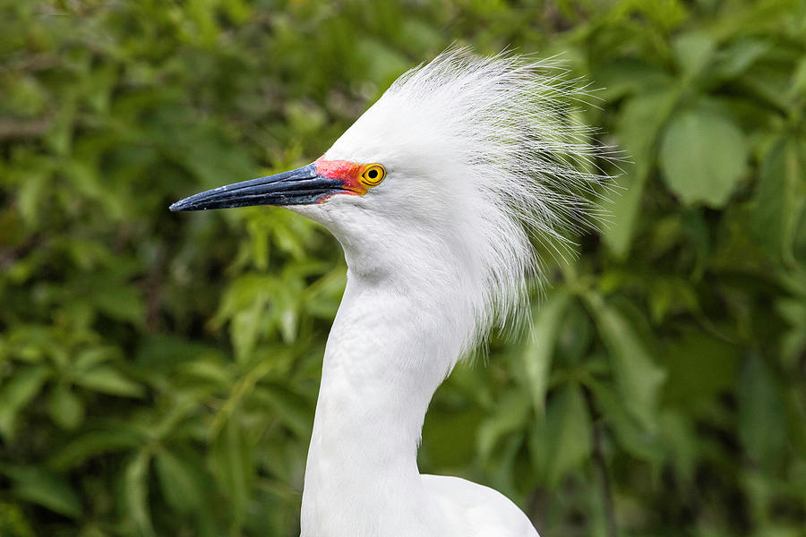 Snowy Egret #3 Photograph by Fran Gallogly