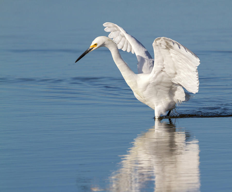 Snowy Egret Hunting Photograph by Ivan Kuzmin - Fine Art America