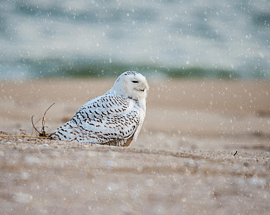 Snowy Owl  Photograph by Cathy Kovarik