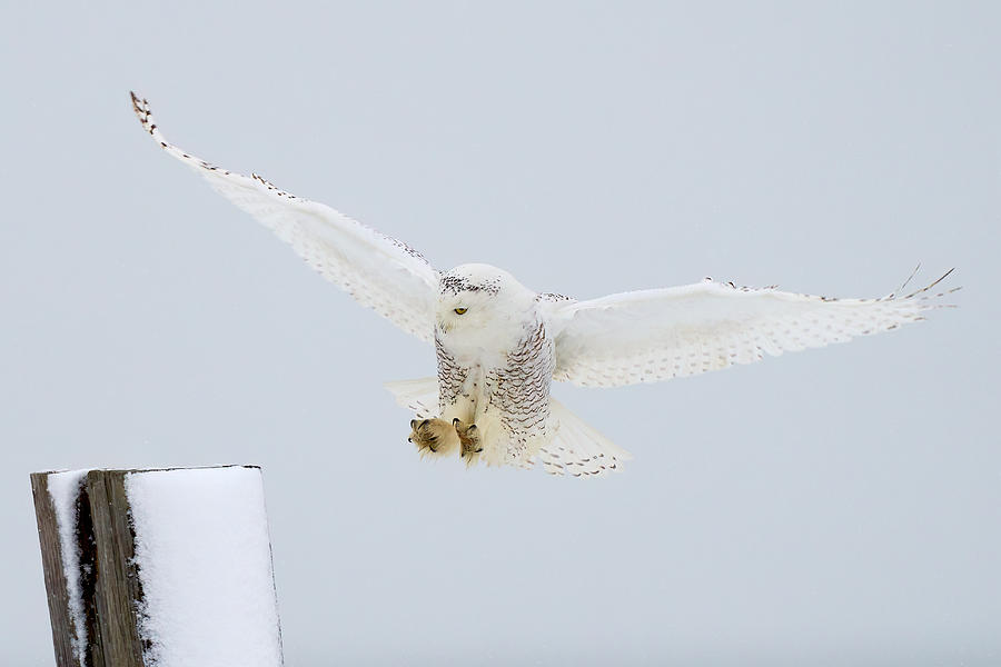 Winter Photograph - Snowy Owl Landing #3 by Johnny Chen