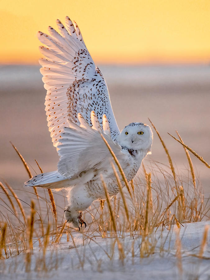 Snowy Owl #3 Photograph by Tao Huang