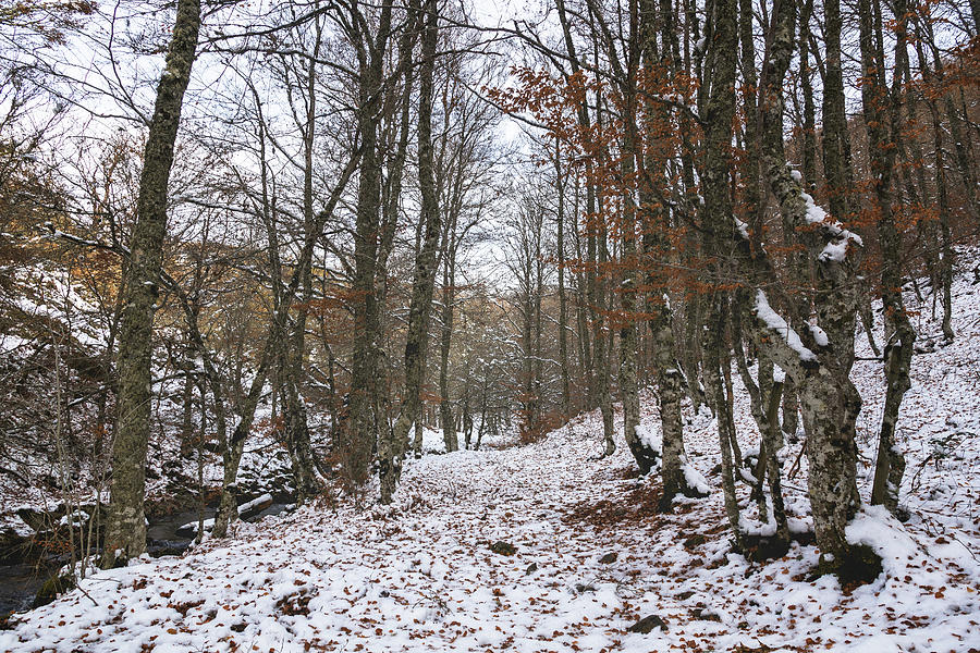 Winter Photograph - Snowy Road Surrounded By Trees In Autumn #3 by Cavan Images