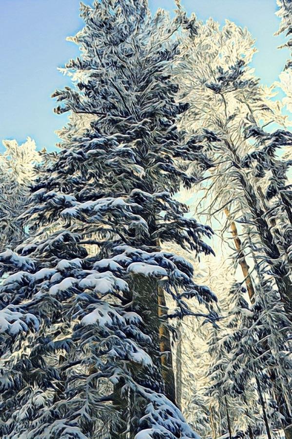 Snowy Trees Photograph