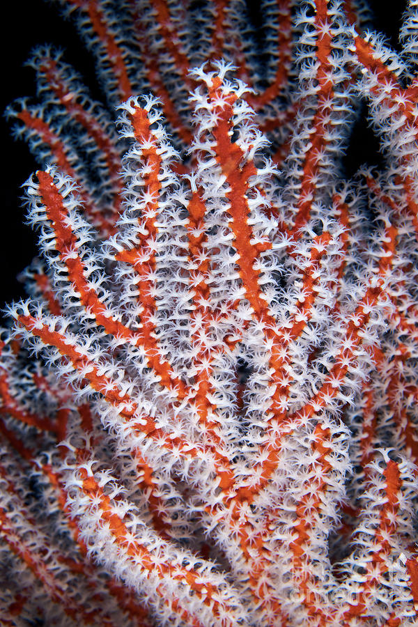 Soft Coral #3 Photograph by Alexander Semenov/science Photo Library