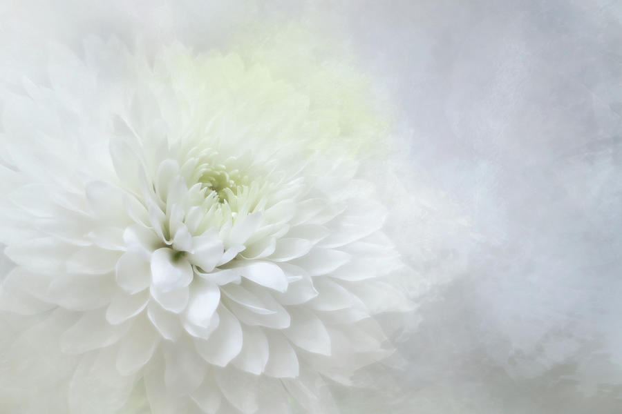 Softly by Cyndy Doty Softly by Cyndy Doty