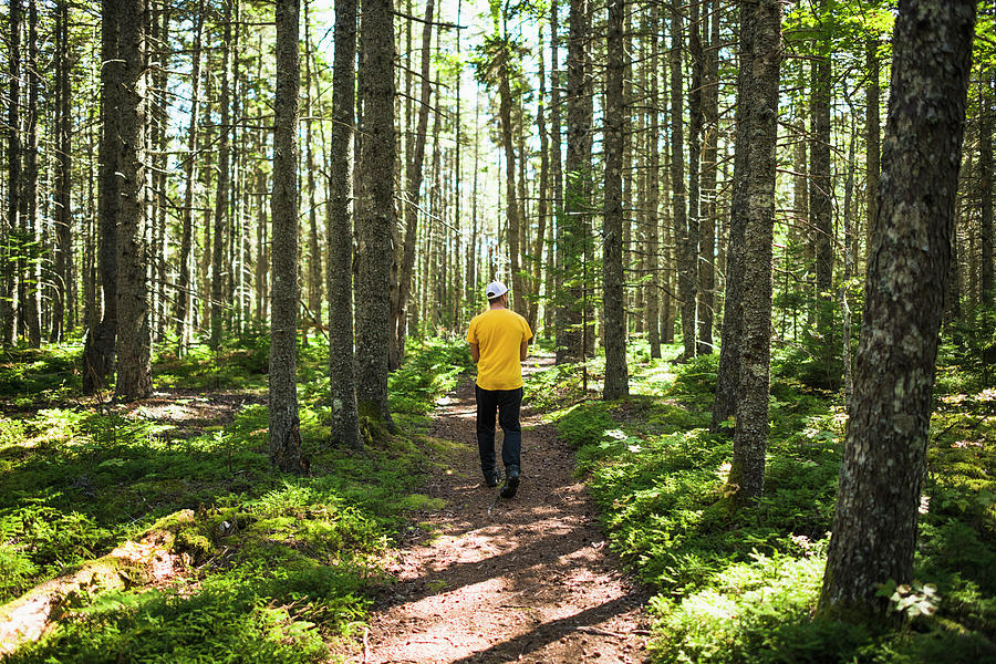 Solo Man On A Nature Walk Trail In Coastal Maine Photograph by Cavan ...