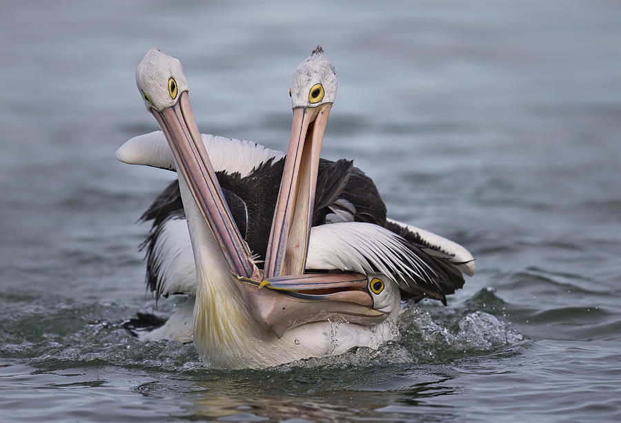 Pelican Photograph - 3-some by C.s.tjandra