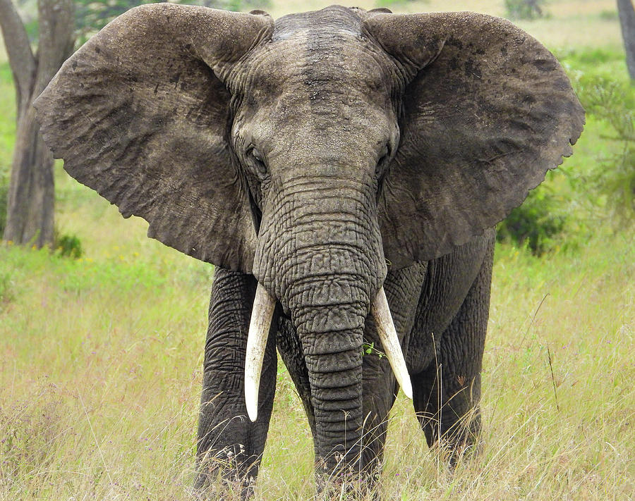 Elephant Photograph - Soul Of The Planet by Elie Wolf Elephant Photograph - Soul Of The Planet by Elie Wolf