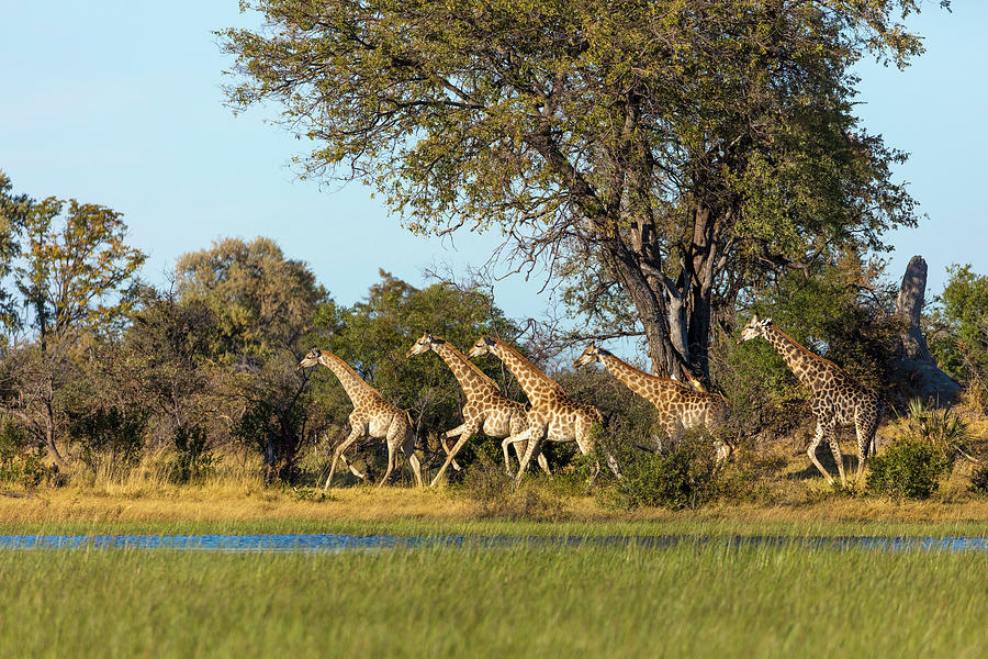 South African Giraffe Or Cape Giraffe Photograph by Roger De La Harpe ...