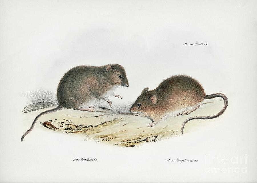 Mammal Photograph - South American Rodents #3 by Library Of Congress, Rare Book And Special Collections Division/science Photo Library
