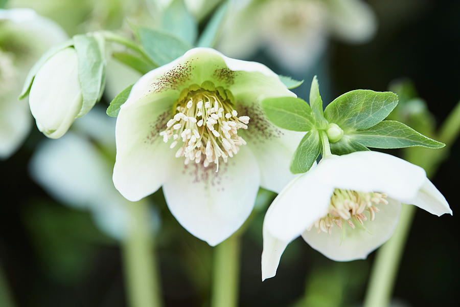Speckled Hellebore white Spotted Lady #3 Photograph by Brigitte Sporrer