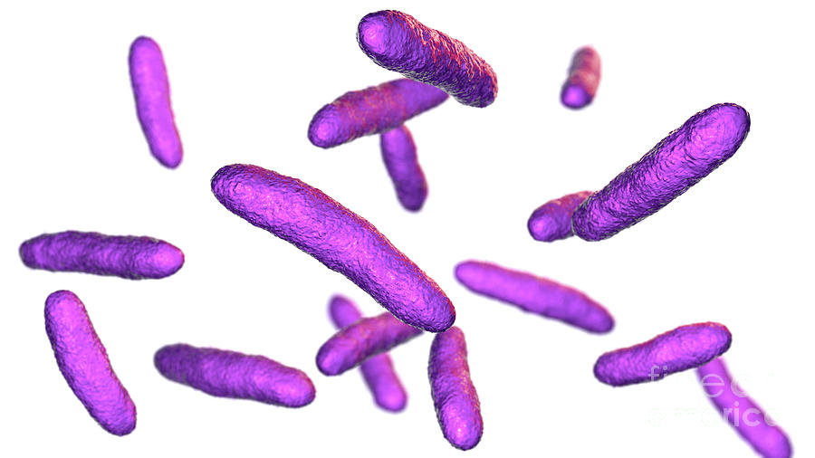 Sphingomonas Bacteria Photograph by Kateryna Kon/science Photo Library ...