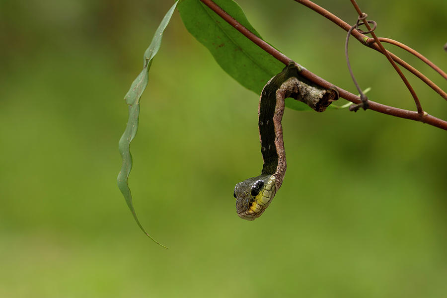 Wildlife Photograph - Sphinx Hawk Moth Caterpillar, Snake Mimic Species #3 by Mark Bowler / Naturepl.com