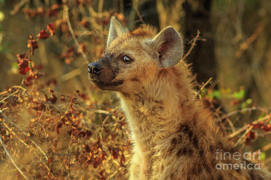 Spotted Hyena cub #3 Photograph by Benny Marty
