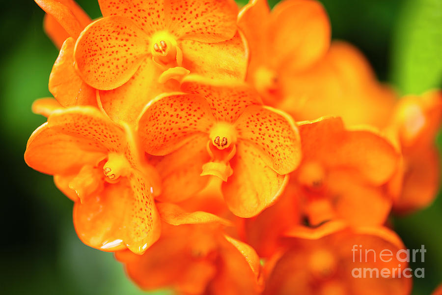 Spotted Tangerine Orchid Flowers #3 Photograph by Raul Rodriguez