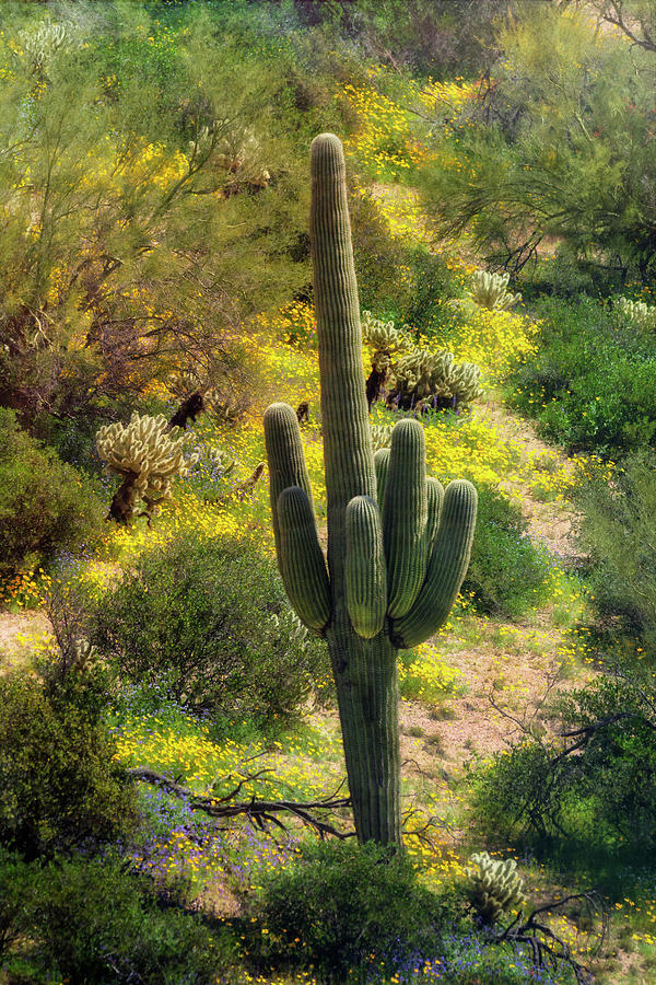Spring In The Sonoran  #4 Photograph by Saija Lehtonen