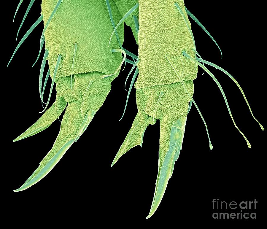 Springtail Claw #3 Photograph by Steve Gschmeissner/science Photo Library