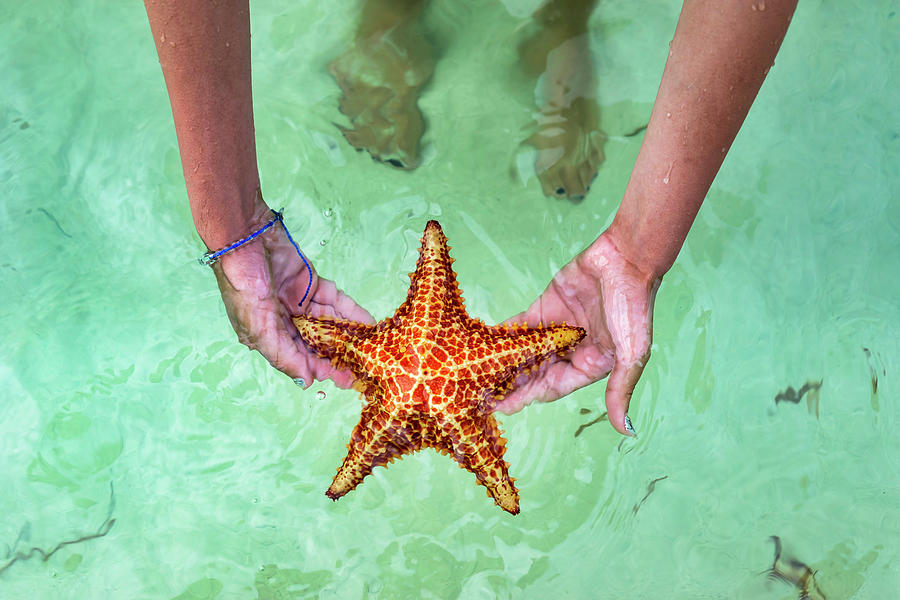 Starfish Point, Cayman Islands #3 Digital Art by Angela Pagano