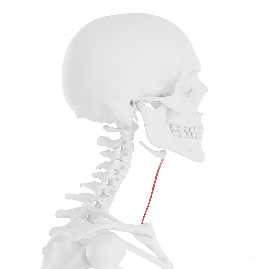 Sternohyoid Muscle