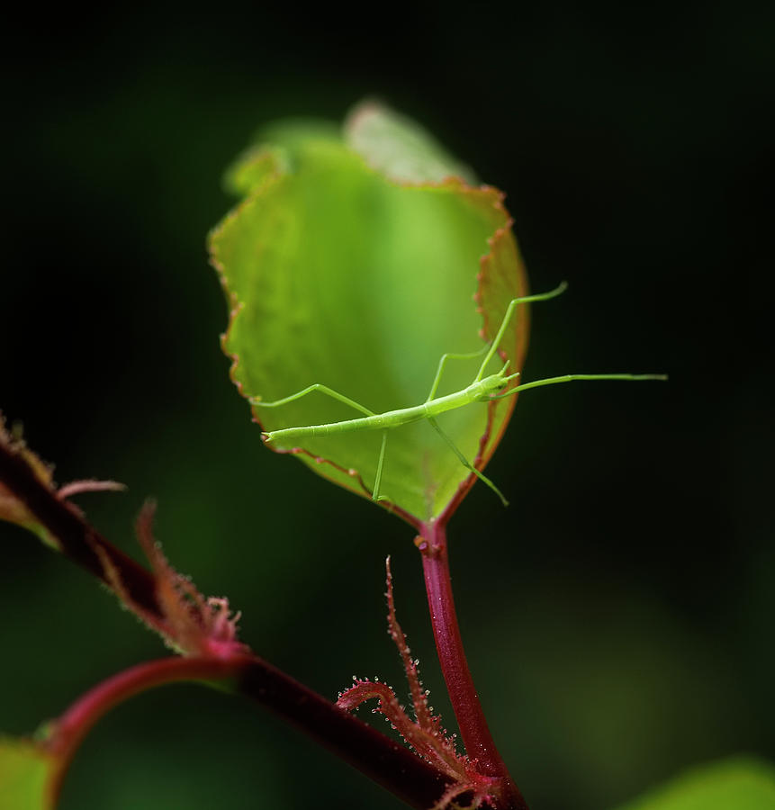 Stick Bug On Apricot Leaf #3 Photograph by Rubén Duro Perez