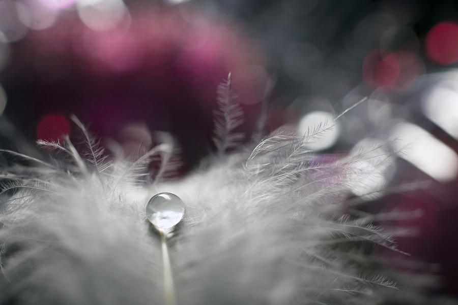 Feather Photograph - Stories Of Drops #3 by Dmitry Doronin