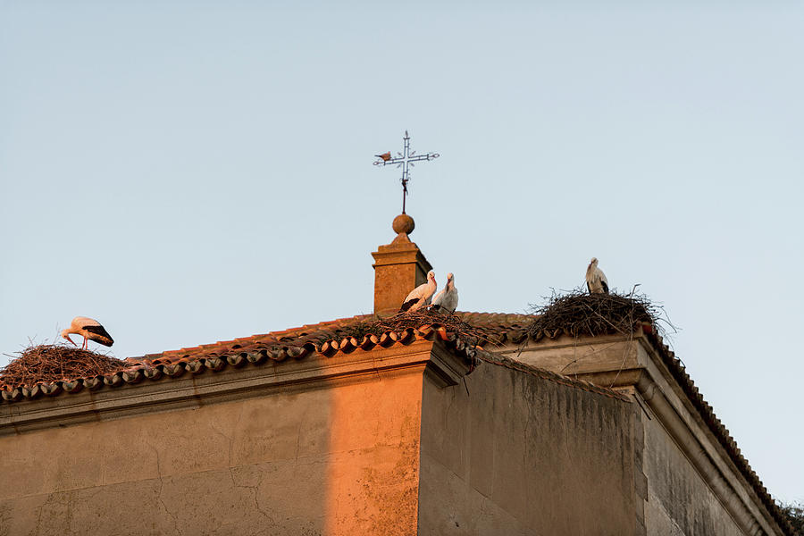 Storks Perched On The Roofs Of A Church In Medellin,storks Perched On The Roofs Of A Church In Medel Photograph
