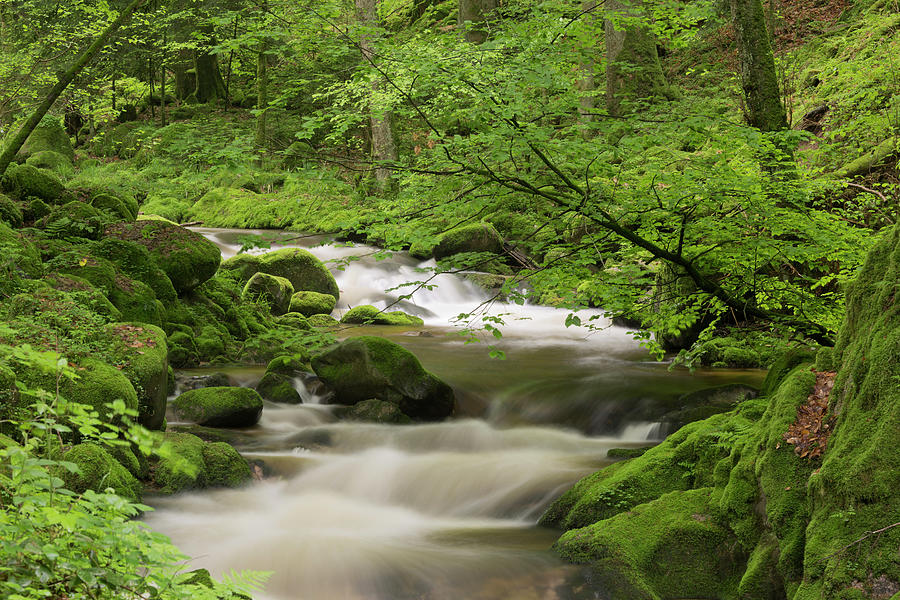 Stream, Grobbach, Geroldsau, Black Forest, Baden-baden, Baden ...