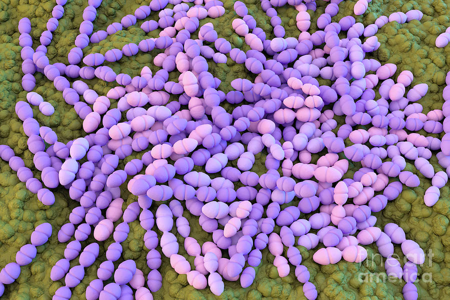 Streptococcus Mutans Bacteria #3 Photograph by Roger Harris/science Photo Library