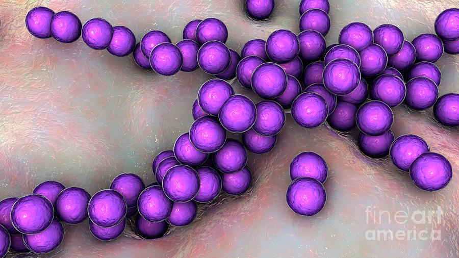 Streptococcus Pyogenes Bacteria Photograph By Kateryna Konscience Photo Library Pixels 5063