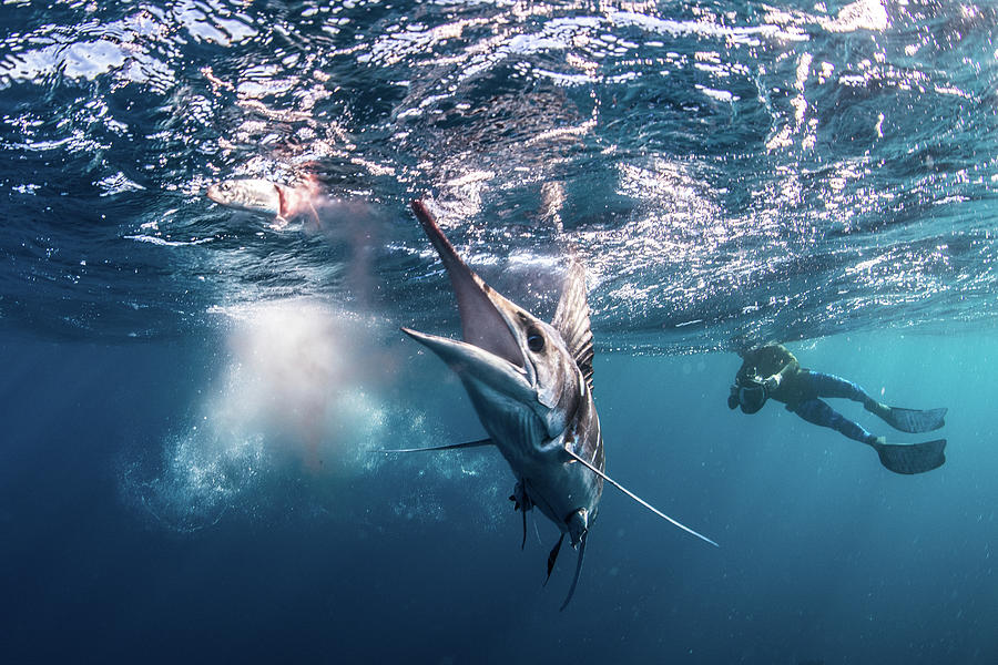 Wildlife Digital Art - Striped Marlin Hunting Mackerel And Sardines, Photographed By Diver #3 by Rodrigo Friscione