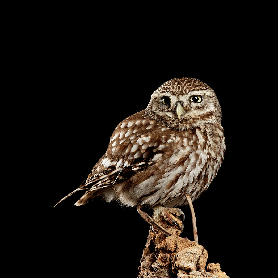 Stunning portrait of Little Owl Athena Noctua in studio setting ...