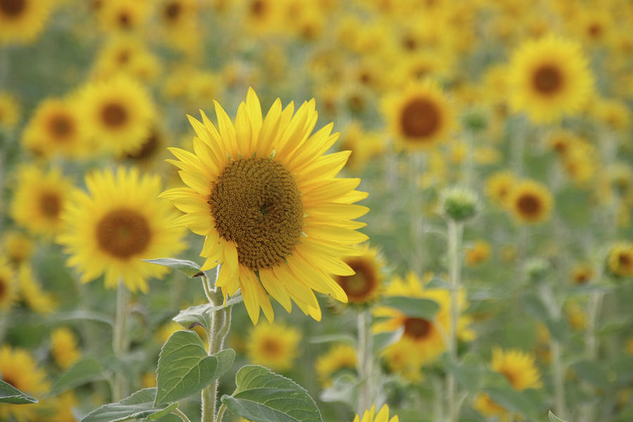 Sunflower Field #3 Photograph by Sonja Zelano
