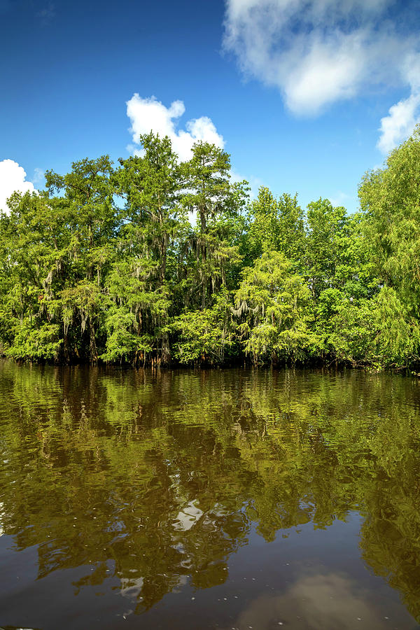 Swamp Landscape, Louisiana Digital Art by Claudia Uripos - Fine Art America