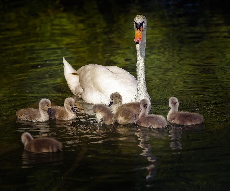 Swan Family #3 Photograph by Anna Cseresnjes
