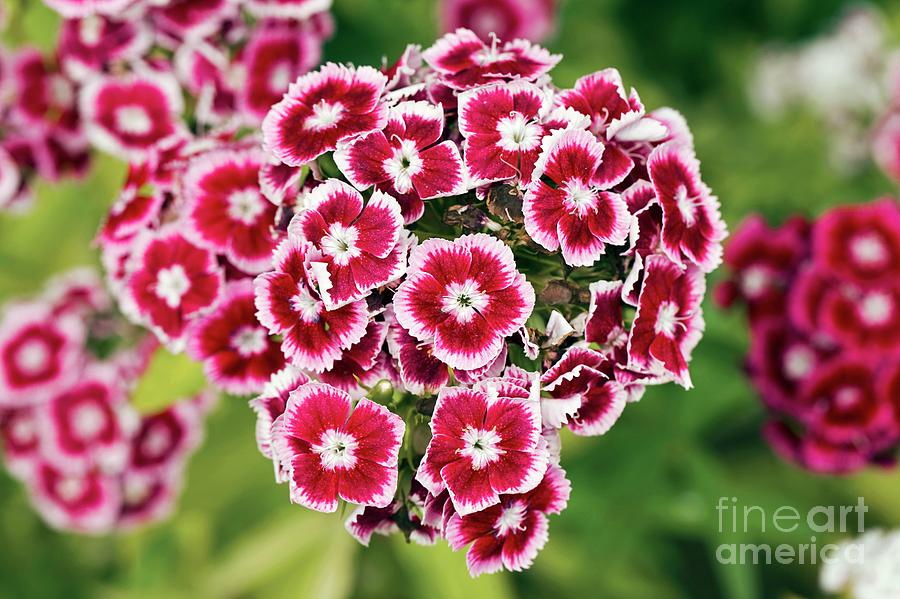 Sweet Williams (dianthus Sp.) #3 Photograph by Dr Keith Wheeler/science Photo Library