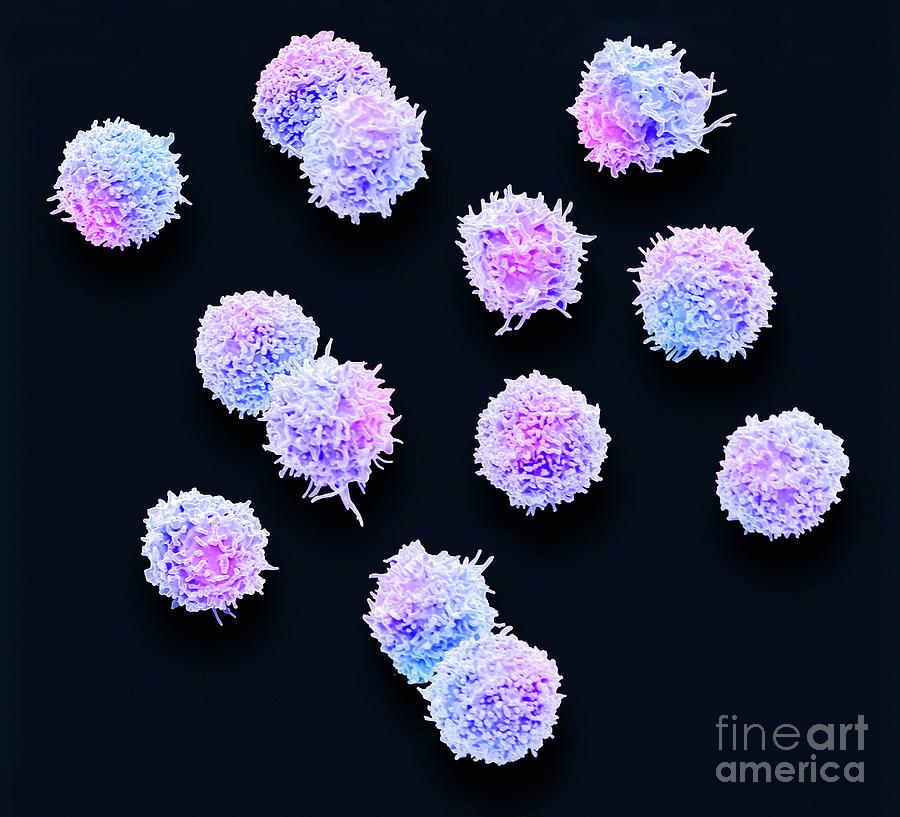 T Lymphocytes #3 Photograph by Steve Gschmeissner/science Photo Library ...