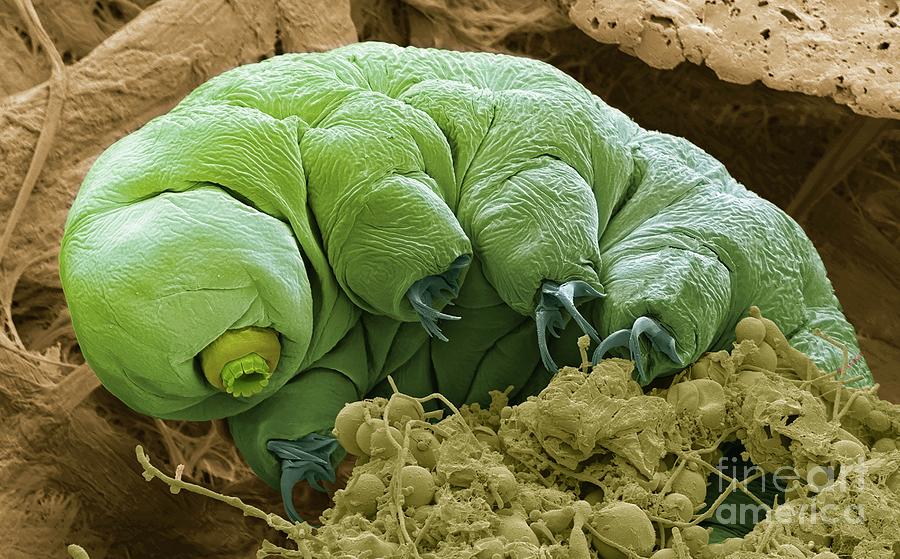 Tardigrade #3 Photograph by Steve Gschmeissner/science Photo Library