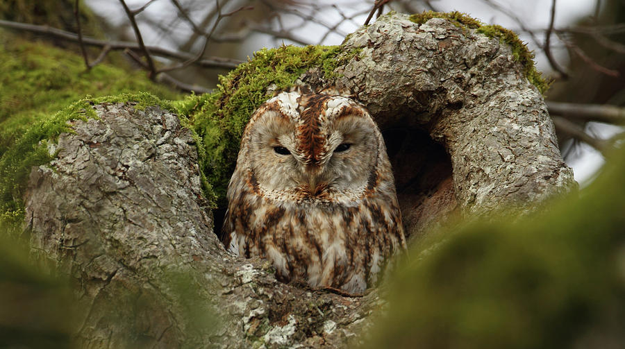 Tawny Owl #3 Digital Art by Thomas Gruner